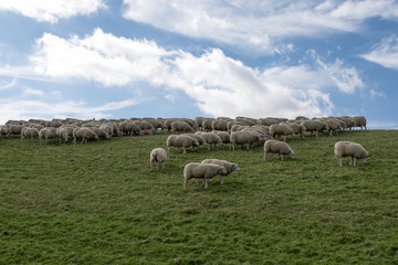 Obraz premium Hurd of sheep grazing on dyke with green grass