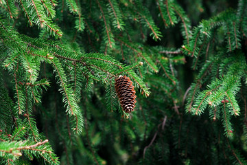 Fir-cone in the forest