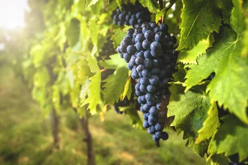 Fotobehang Grape harvest at the world famous and sensational taste of wine © Jarek Pawlak