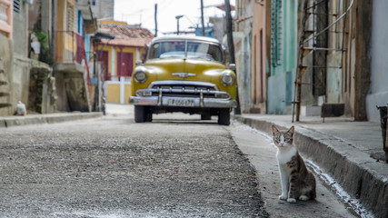 streetlife im Santiago de Cuba: vintage car and cat