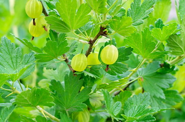ripe berries green gooseberries on the branch
