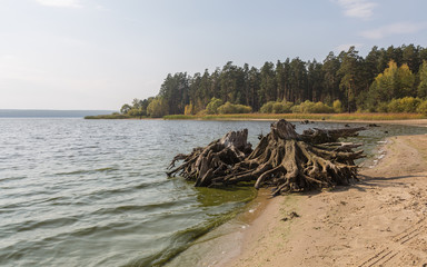 A tree stump on the shore of a lake. Autumn day in Sura reservoir, Russia.