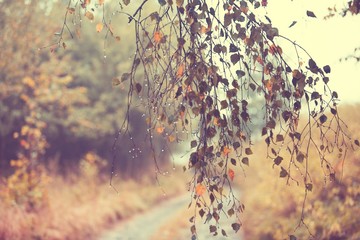 Obraz premium Gałąź brzozy z kroplami deszczu - selektywna ostrość