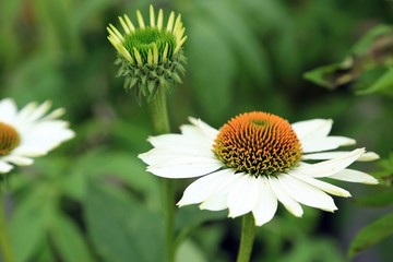colorfull summerflower 