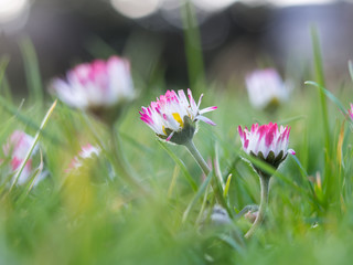 Daisy blooms on a meadow in spring © joern_gebhardt