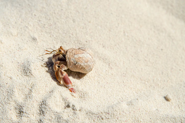 hermit crab in his shell