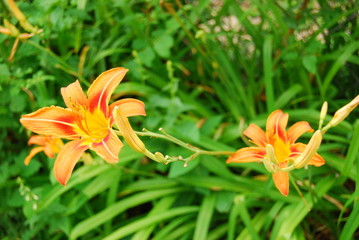 Obraz premium Flowers in a bush