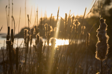 Reeds in the sunset. Autumn evening by Sura reservoir, Russia.