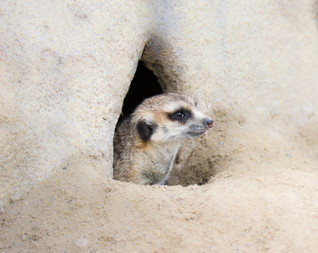 Meerkat Hidden In A Rock Hole