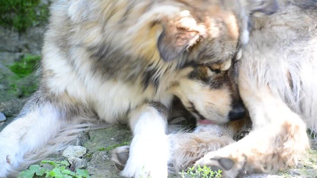 Dog licks wool and catches fleas
