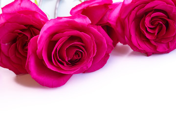 beautiful bright pink roses
