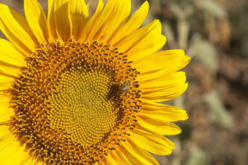 Bee and Sunflower