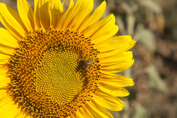 Naklejka premium Bee and Sunflower