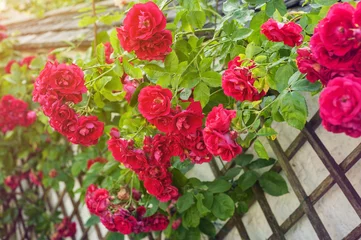 Afwasbaar Fotobehang Rozen Red roses climbing on wooden fence