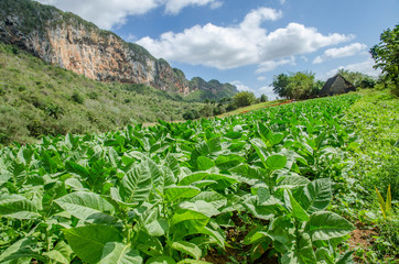 Fototapeta na wymiar Tabac plants in Vinales, Cuba
