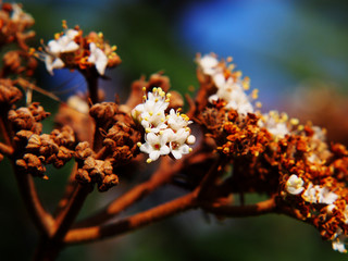  Viburnum rhytidophyllum - leatherleaf viburnum, wrinkled viburnum 