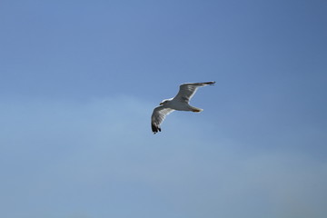 seagull