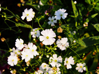 White Gypsophila elegant (annual baby's breath)