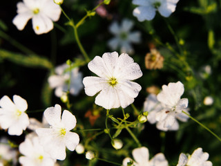 White Gypsophila elegant (annual baby's breath)