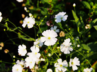 White Gypsophila elegant (annual baby's breath)