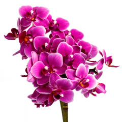 Fototapeta na wymiar Blooming pink orchid with many flowers on a white background