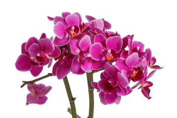 Fototapeta na wymiar Blooming pink orchid with many flowers on a white background