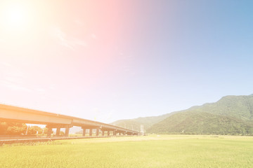 Fototapeta premium Landscape of paddy farm