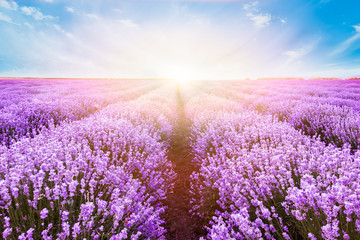 Blooming lavender field under the bright colors of the summer sunset