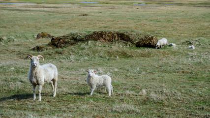 Icelandic sheeps