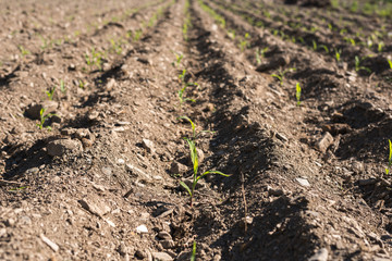 corn seedlings farm