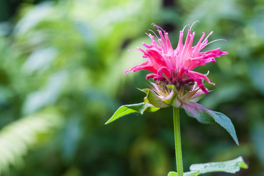 Red Monarda (Monarda didyma) flower closeup
