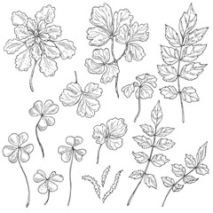 Set of different leaves