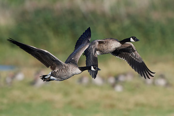Canada goose (Branta canadensis)