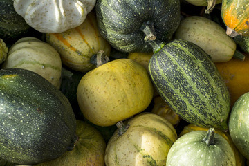 Small colorful pumpkins