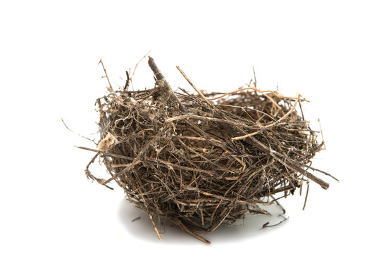bird's nest isolated