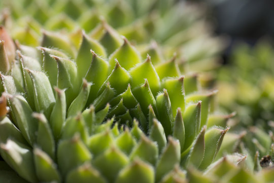 Closeup of Sempervivum calcareum-houseleek