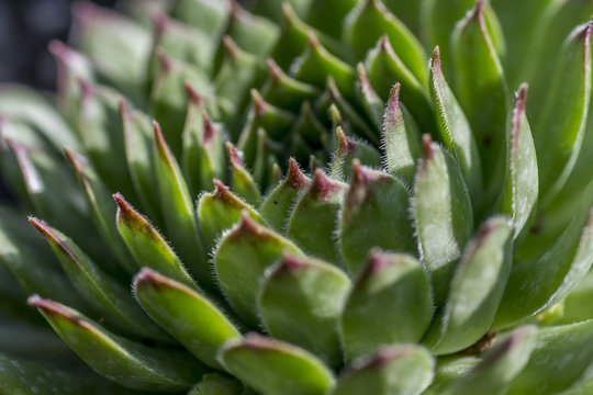Houseleek macro