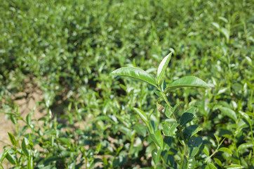 tea farm with green leaf