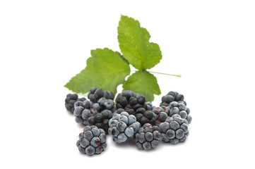 blackberries isolated