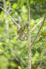 Three Towed Sloth, Costa Rica