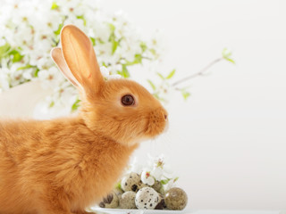 Red rabbit with Easter eggs on white background