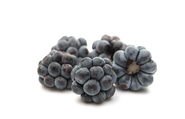 blackberries isolated