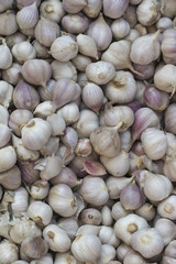 Garlic