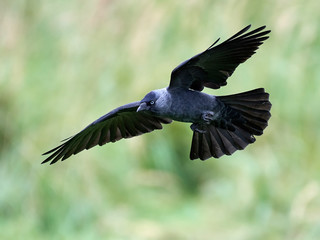 Fototapeta premium Western jackdaw (Corvus monedula)