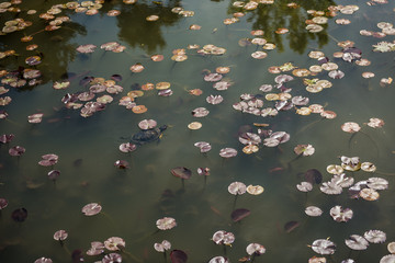Fototapeta premium Turtle swimming in dwarf waterlily pad pond