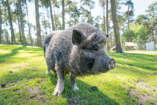 Schwein auf einer Lichtung