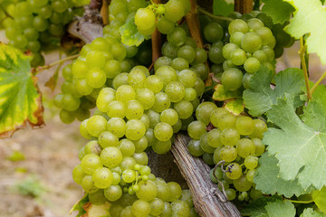 Weintrauben Reben wei&szlig;