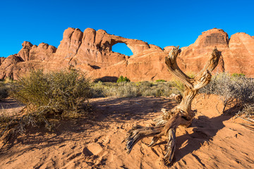 Canyons at Arches National Park with Skyline Arch during sunset with cedar juniper pine dry tree branch