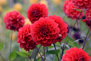 Beautiful red flowers. Dahlia Arnhem