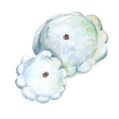 Patison. Cucurbita pepo. Isolated on a white background. Watercolor illustration.